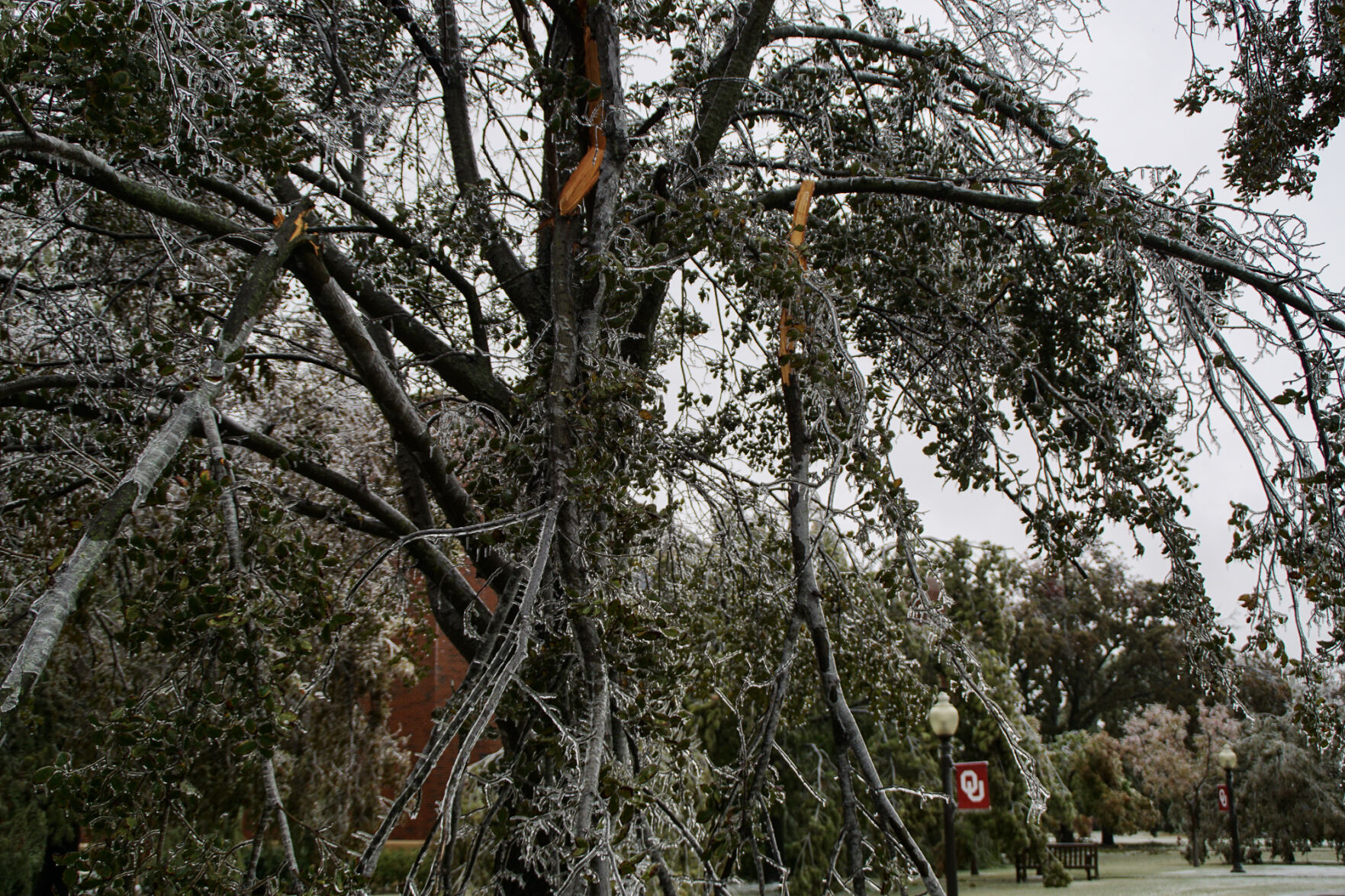 Broken tree